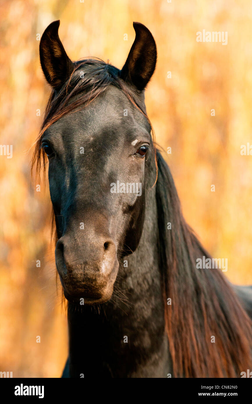 Nero cavallo Shagya Foto Stock