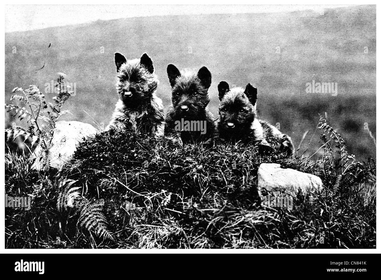 Scotch terrier cuccioli Foto Stock