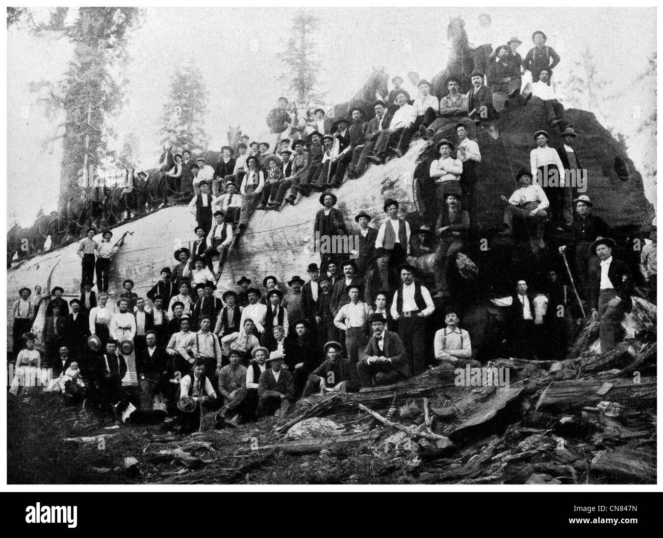 Pubblicato per la prima volta 1917 California Sequoiadendron giganteum sequoia gigante, Sierra redwood, Sierran , Wellingtonia Foto Stock