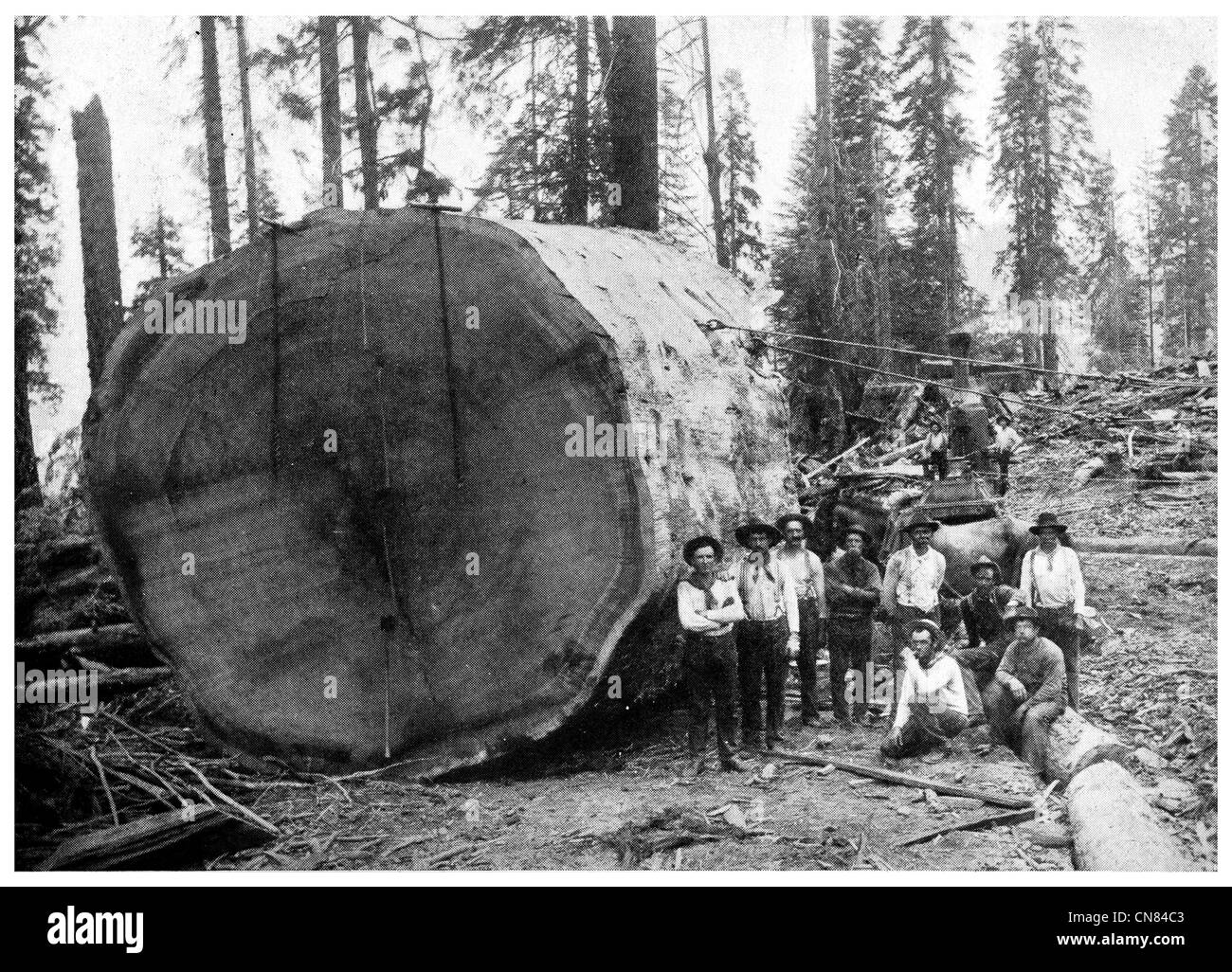 Pubblicato per la prima volta 1917 California Sequoiadendron giganteum sequoia gigante, Sierra redwood, Sierran , Wellingtonia Foto Stock