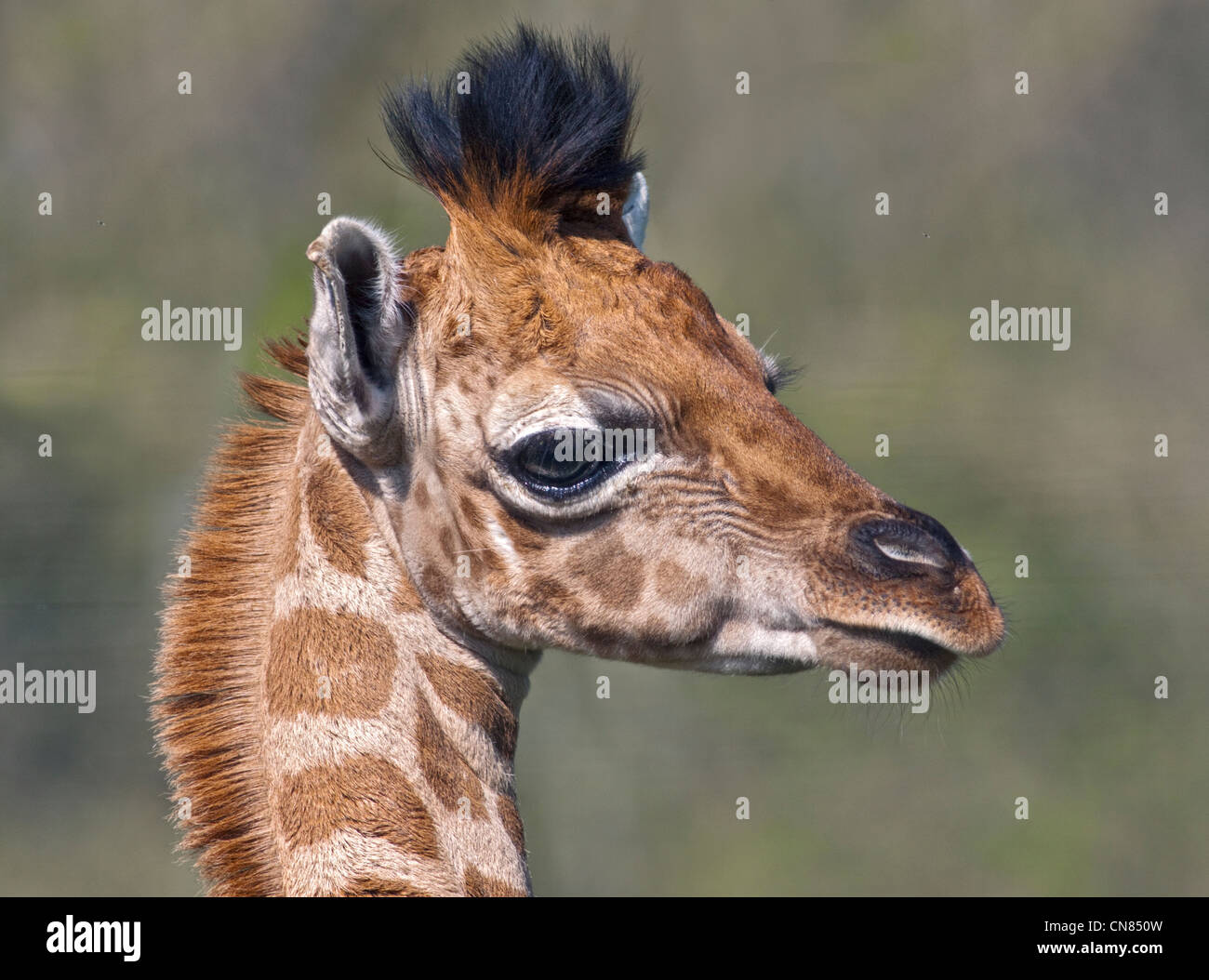 Giraffa Rothschild polpaccio (giraffa camelopardarlis) Foto Stock