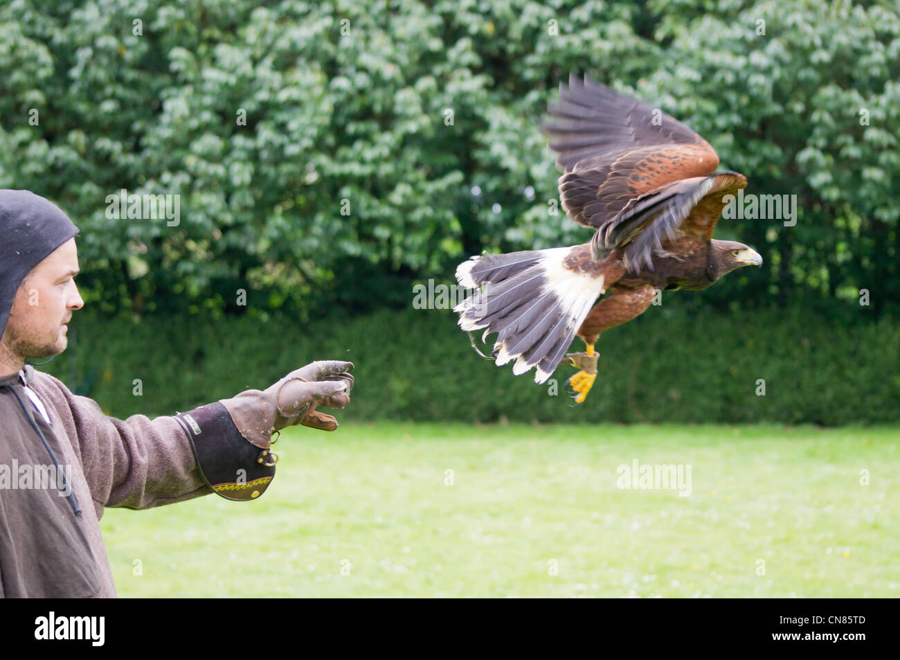 Harris hawk di prendere il volo da falconer vestito in costume medievale Foto Stock