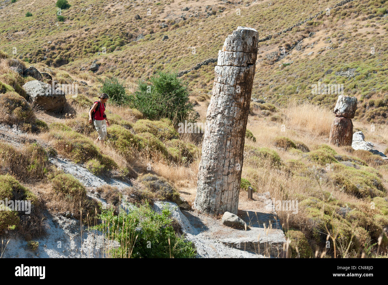 Grèce, nord est delle isole del Mar Egeo, Lesbo island, la Foresta Pietrificata Foto Stock