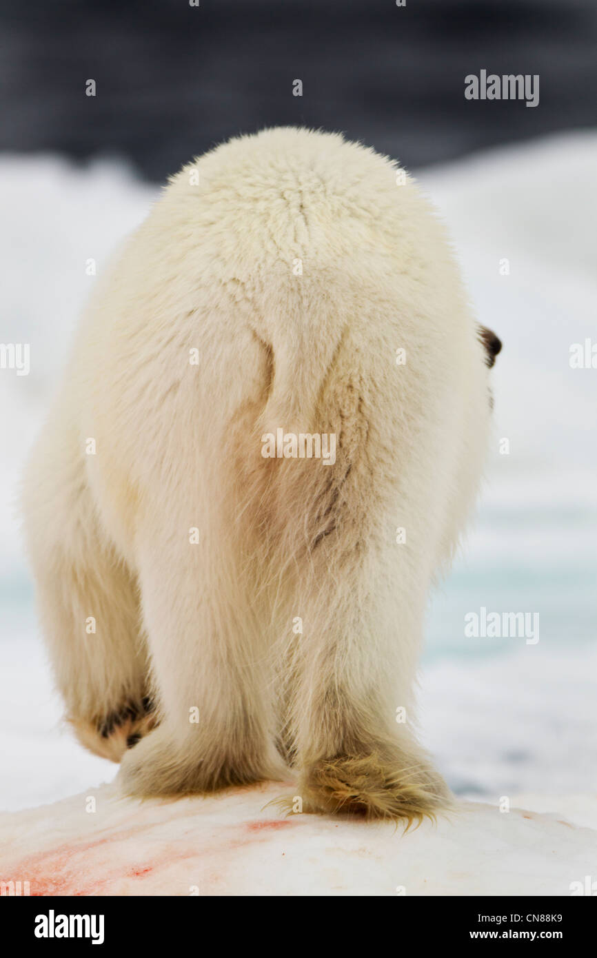 Orso polare Ursus maritimus coda 1002 pianura costiera dell'Arctic National  Wildlife Refuge Alaska Foto stock - Alamy