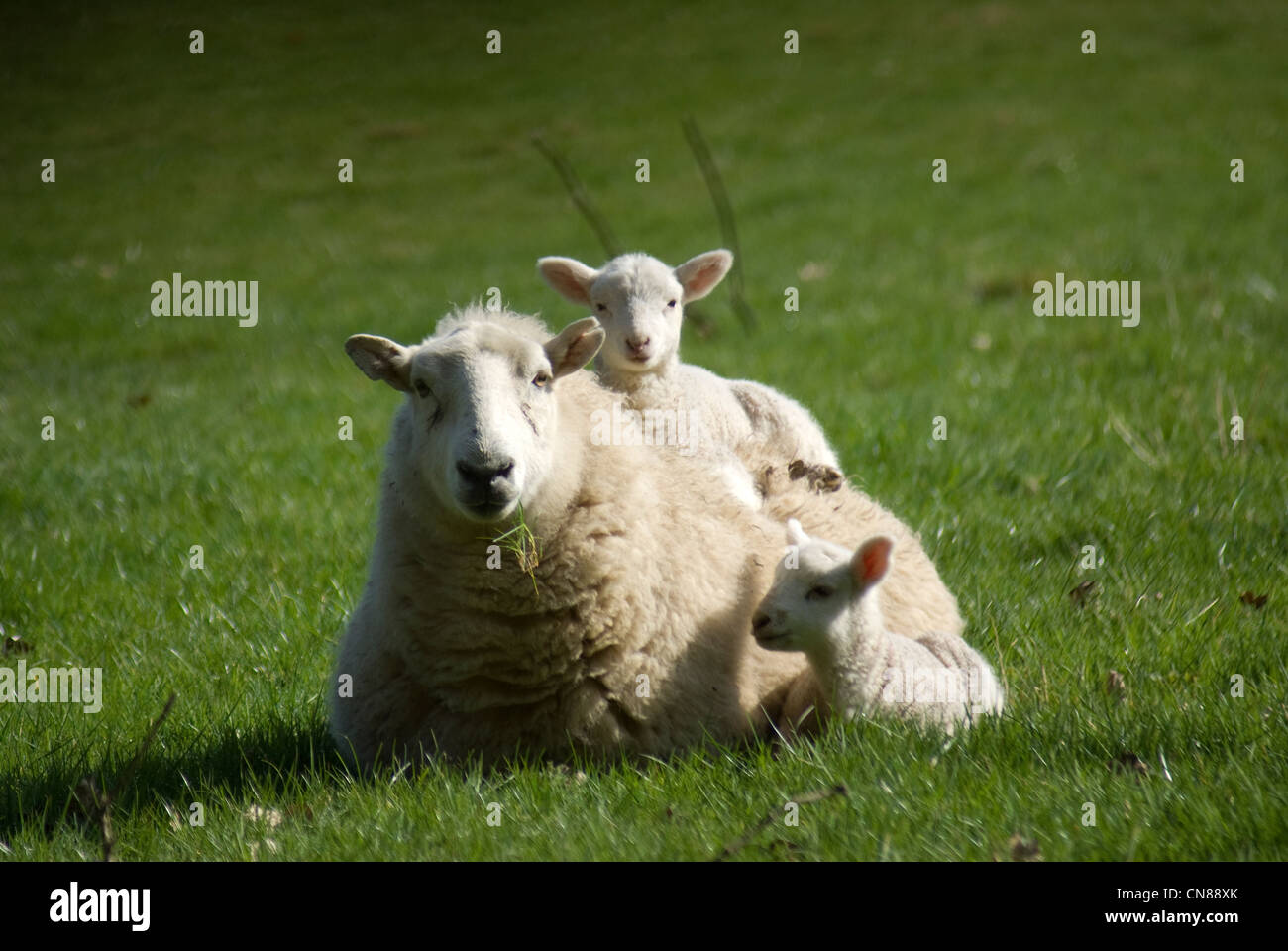 Molla di Welsh lamb con mamma Foto Stock