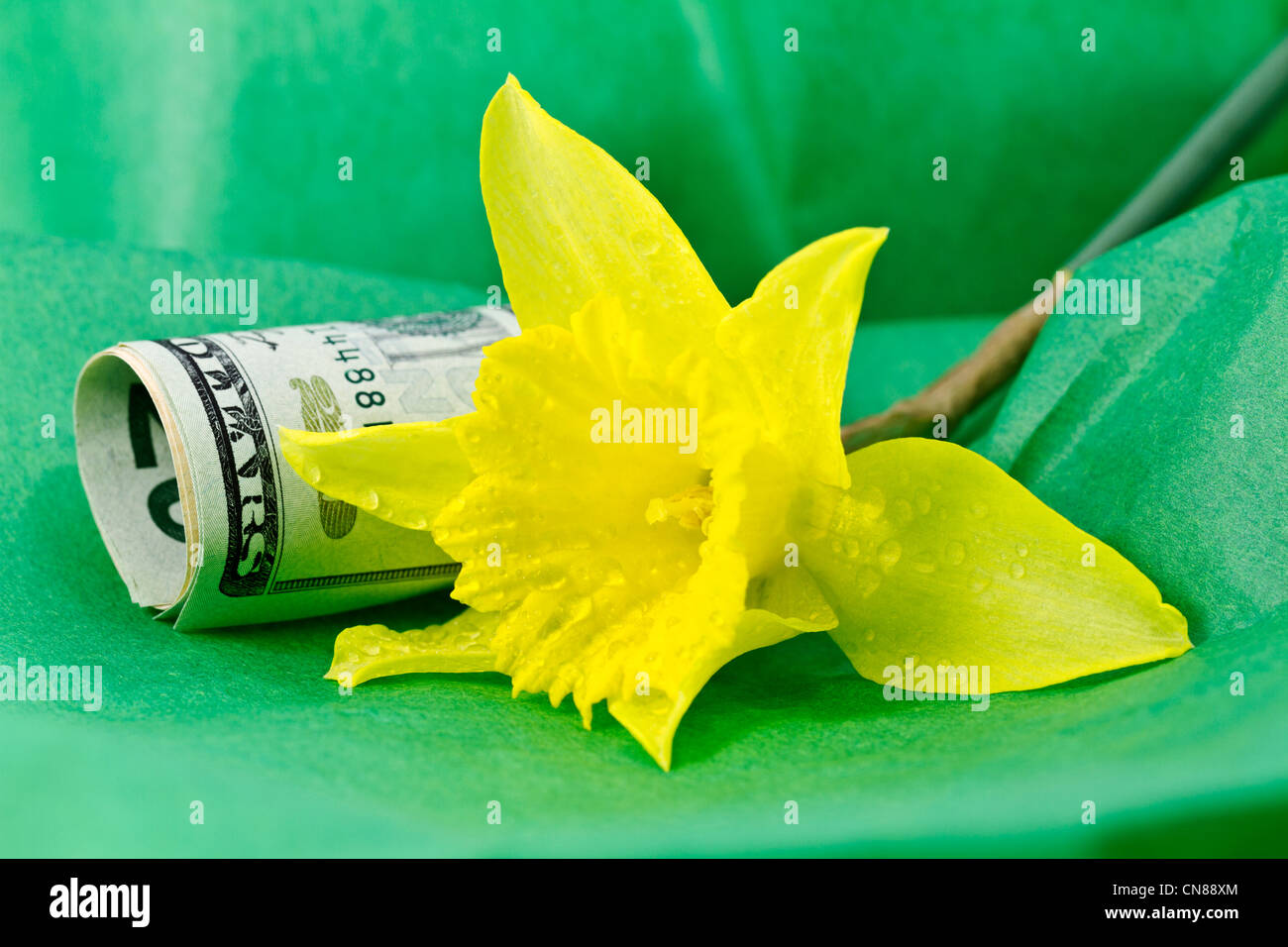 La molla daffodil posto accanto alla moneta americana sul tessuto verde carta; iconico fiore e i colori della primavera. Foto Stock