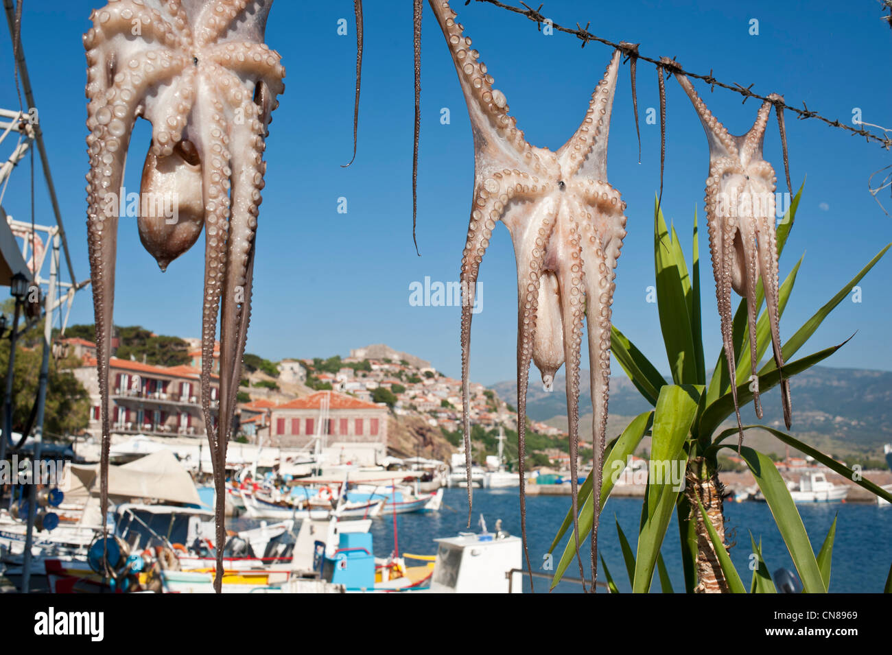 Grèce, nord est delle isole del Mar Egeo, Lesbo isola, Molivos (o) Mythimna, turistico e centro artistico, essiccazione octapus nel Foto Stock