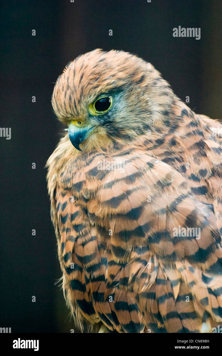 Comune - il Gheppio Falco tinnunculus Foto Stock