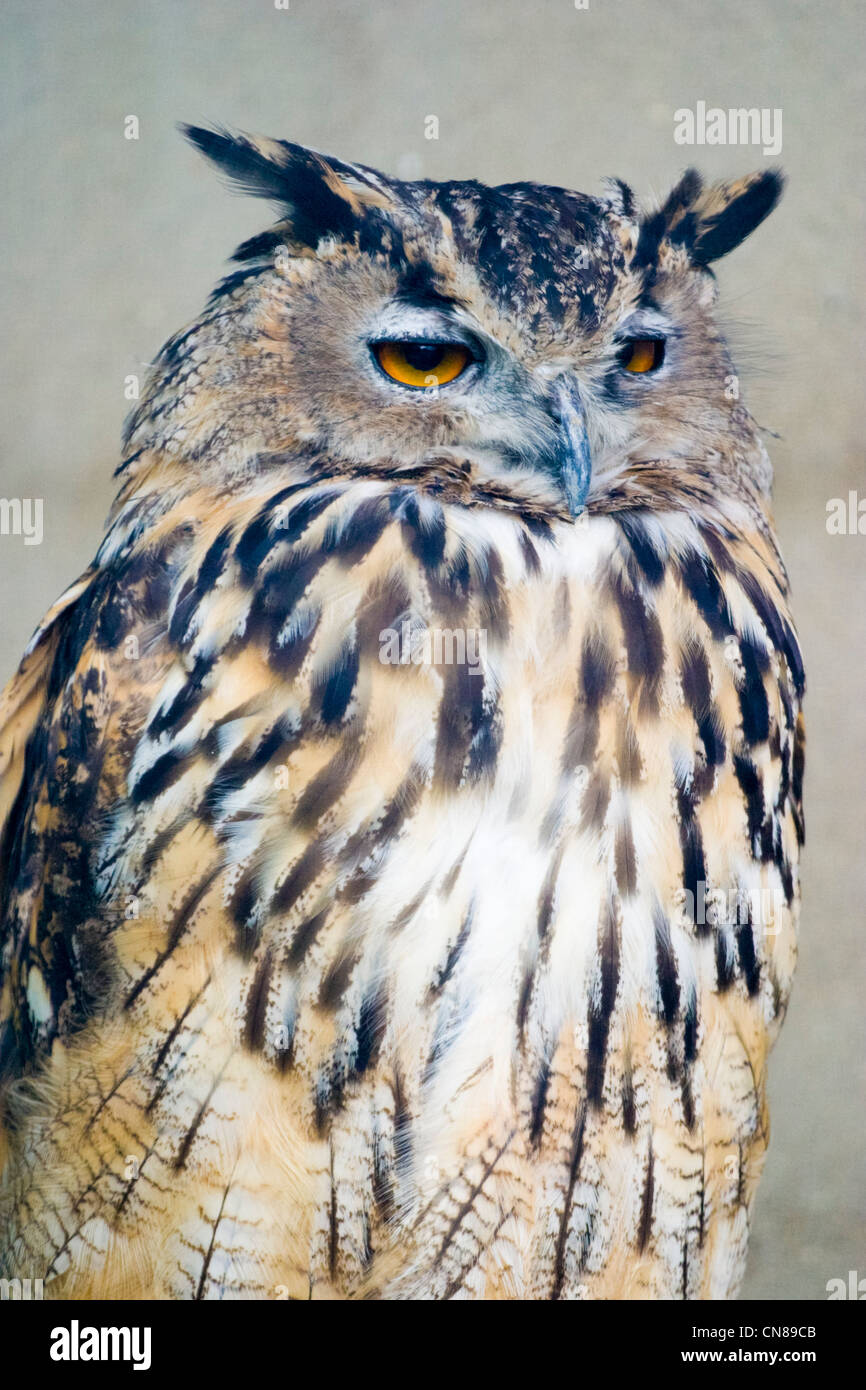 Gufo reale - Bubo bubo Foto Stock