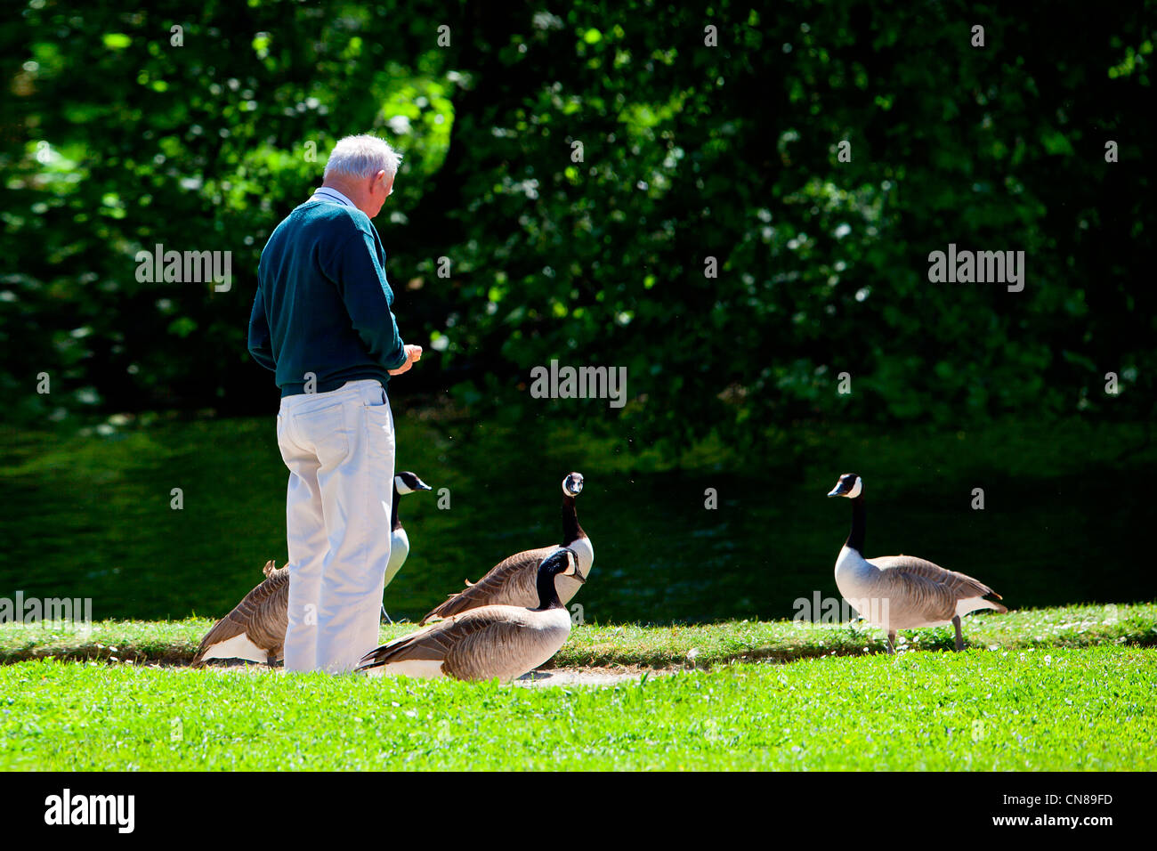 Francia, Yvelines, castello di Rambouillet, giardino alla francese, uomo, con Oche facciabianca (Branta leucopsis) Foto Stock