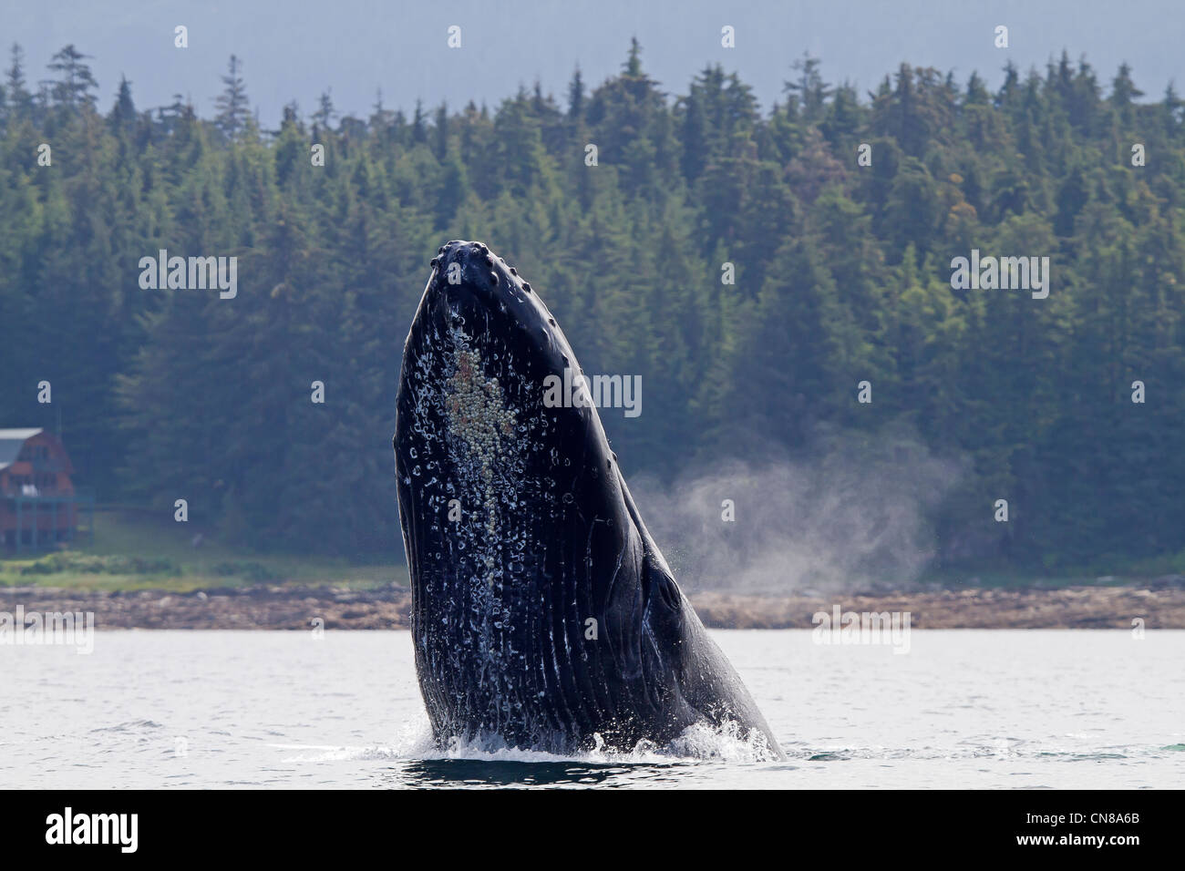 Stati Uniti, Alaska, Federico Suono, Humpback Whale (Megaptera novaeangliae), la violazione, la perforazione, la balena è un salto nella Foto Stock