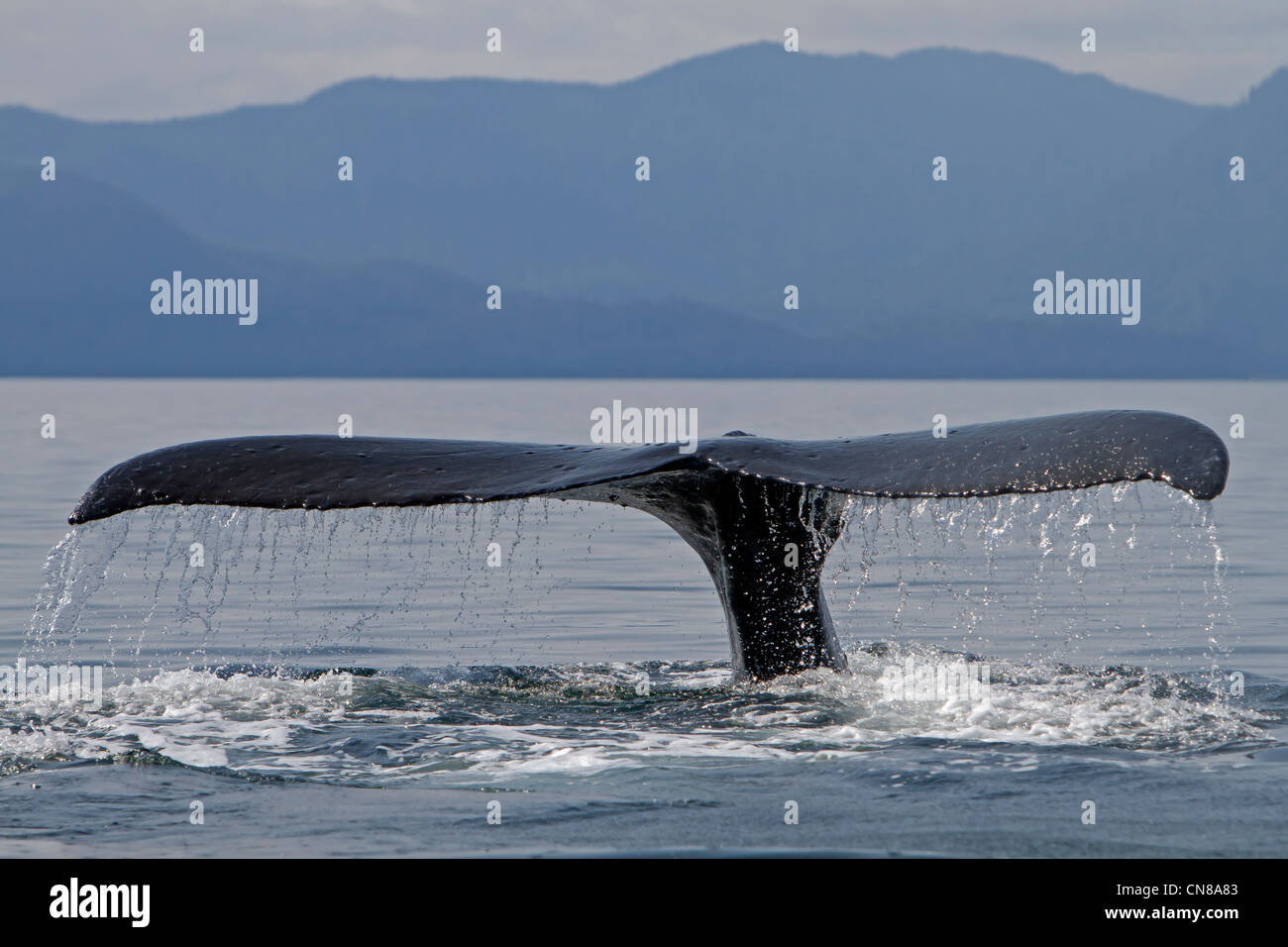Stati Uniti, Alaska, Federico Suono, Humpback Whale (Megaptera novaeangliae), di coda e pinna caudale Foto Stock