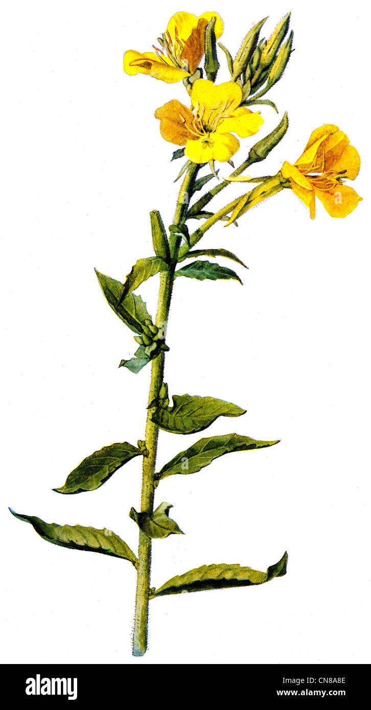 Pubblicato per la prima volta 1915 Enagra Oenothera biennis Foto Stock