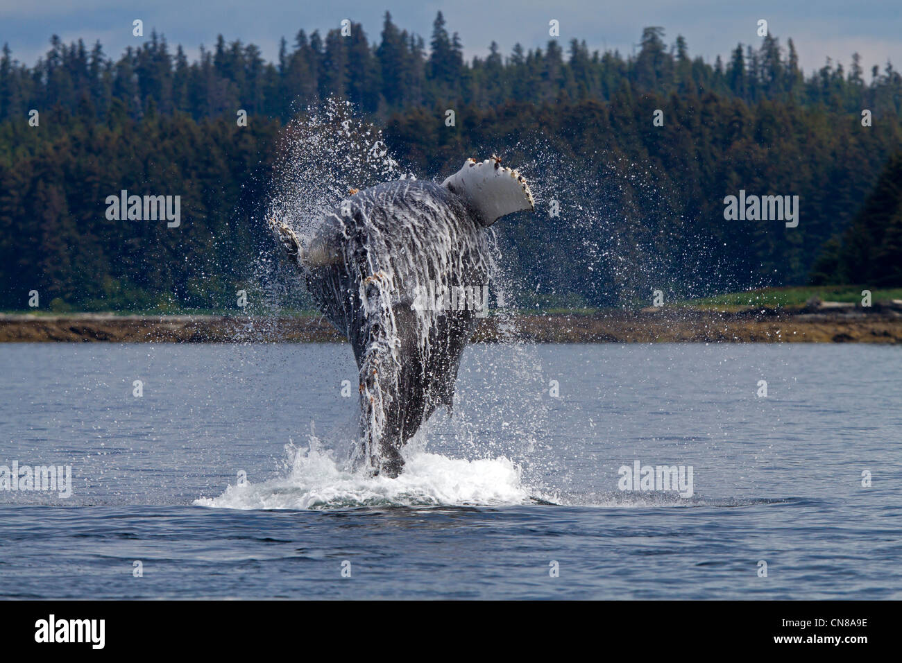 Stati Uniti, Alaska, Federico Suono, Humpback Whale (Megaptera novaeangliae), la violazione, la perforazione, la balena è un salto nella Foto Stock