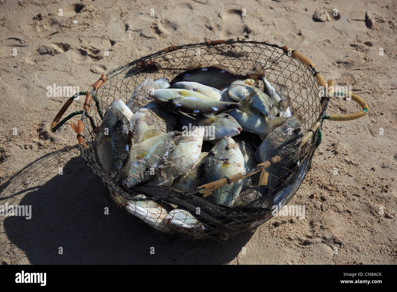Fischer am arabischen Golf, bei Tibat, in der omanischen Enklave Musandam, Oman Foto Stock