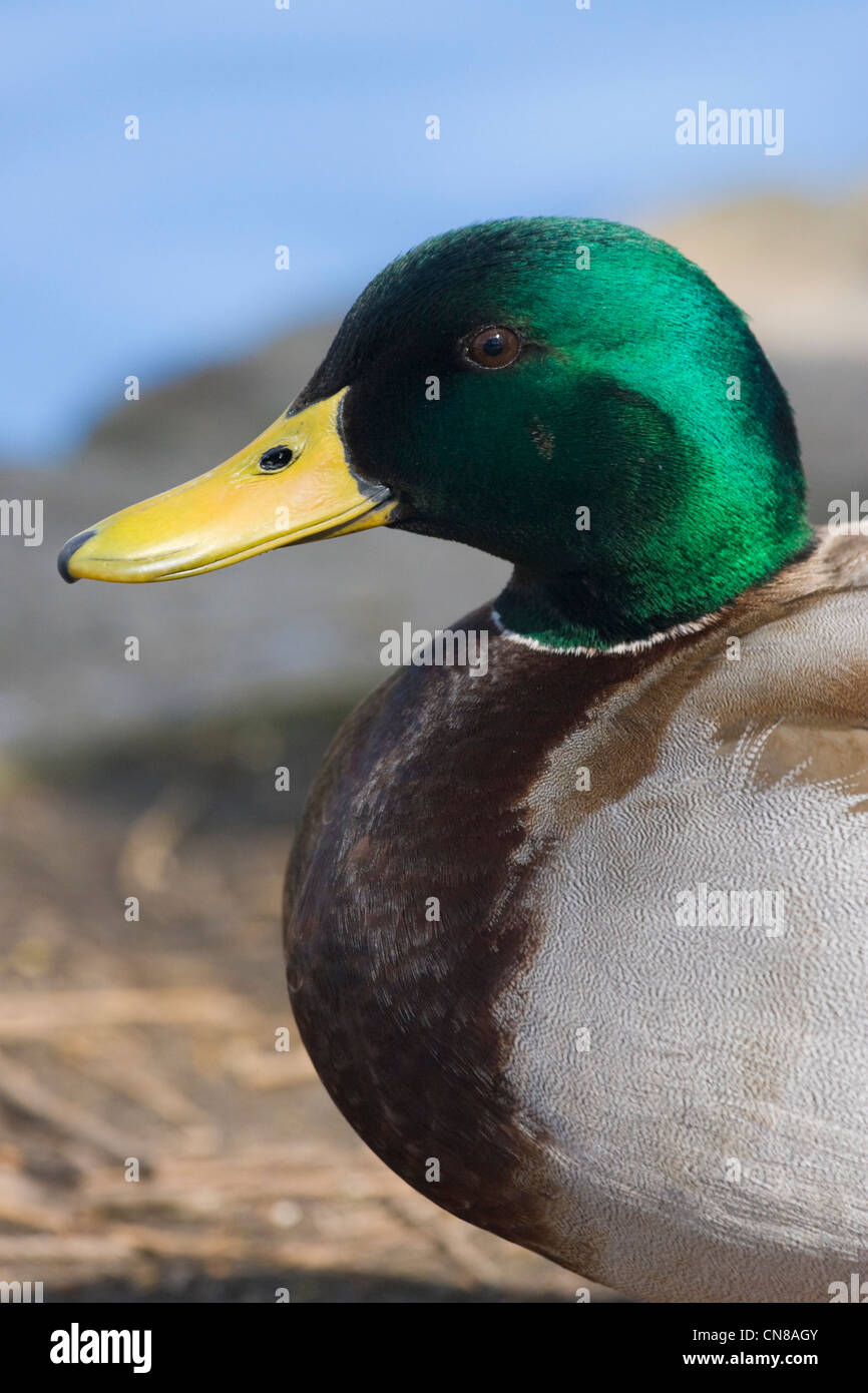 Mallard duck ritratto - Anas platyrhynchos, England, Regno Unito Foto Stock
