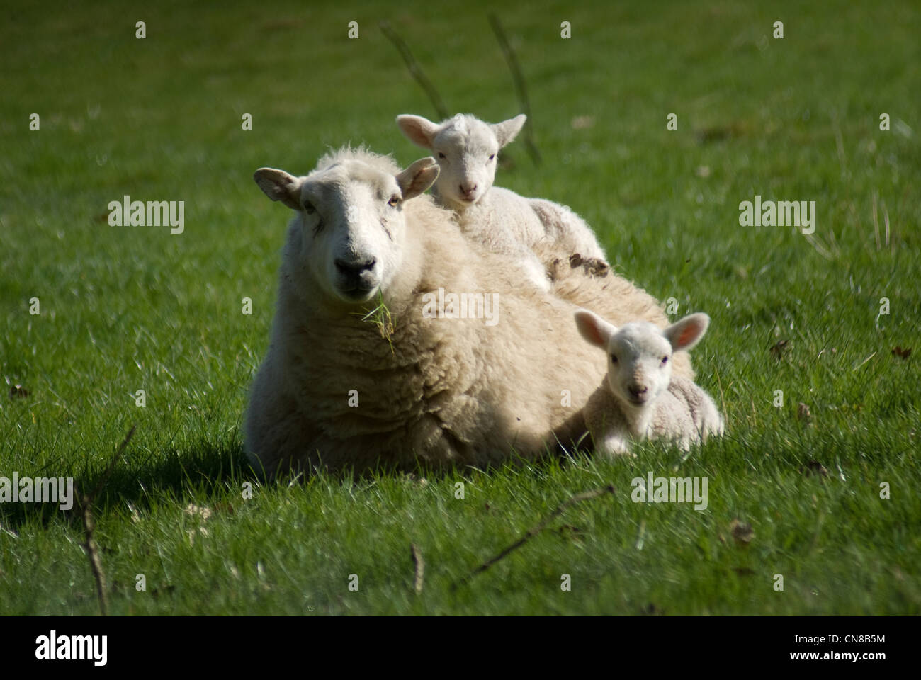 Molla di Welsh lamb con mamma 07 Foto Stock