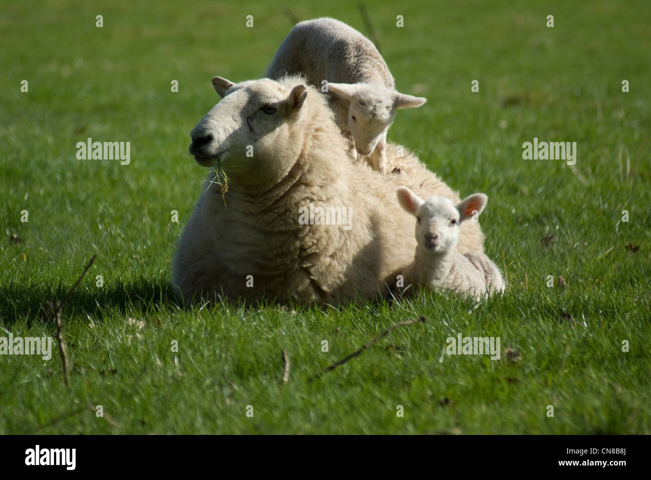 Molla di Welsh lamb con mamma 04 Foto Stock