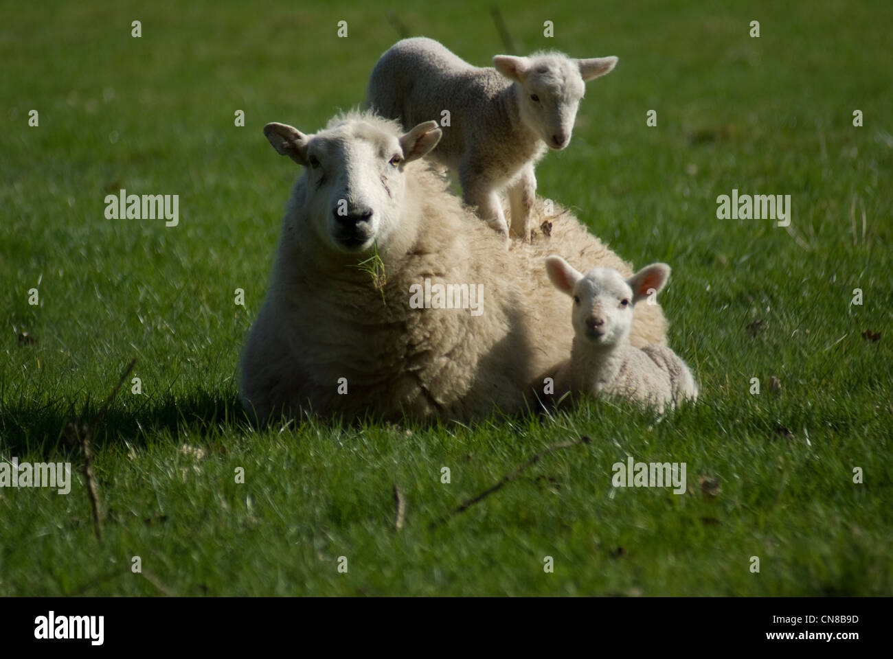 Molla di Welsh lamb con mamma 03 Foto Stock