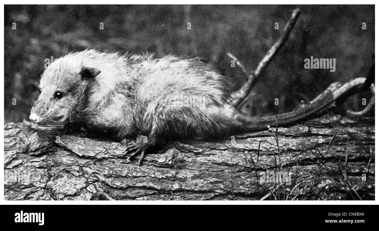 Pubblicato per la prima volta 1914 lunga coda di opossum messicano america centrale Messico americano Foto Stock