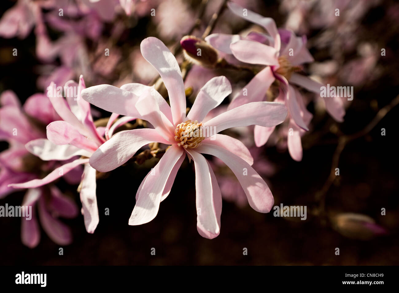 Magnolia stellata tree. Bella rosa in erba a fioritura primaverile albero nella luce del sole. Foto Stock