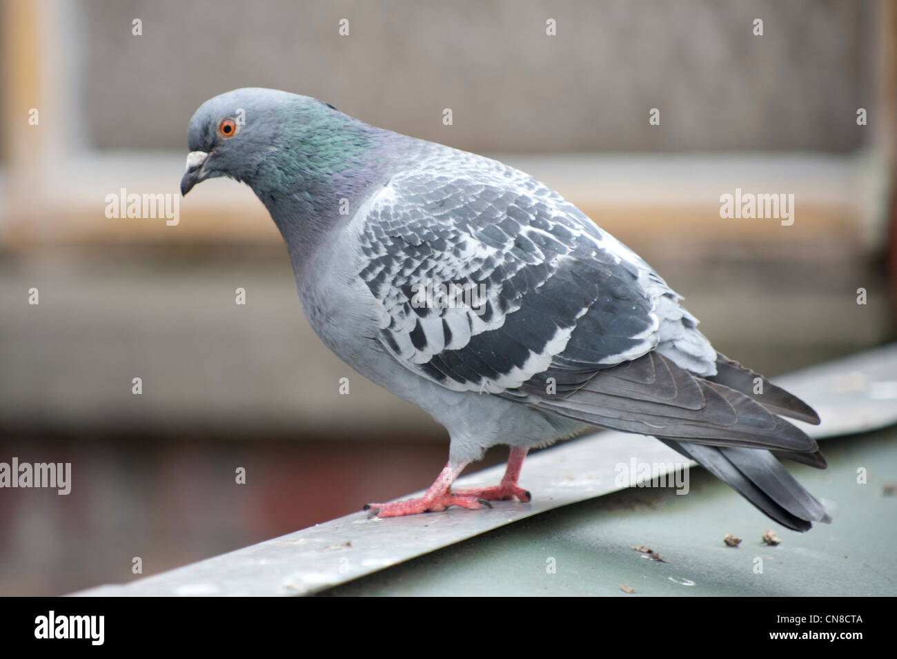 Una colomba di roccia o rock pigeon sorge su un tetto alto guardando verso il basso. Foto Stock