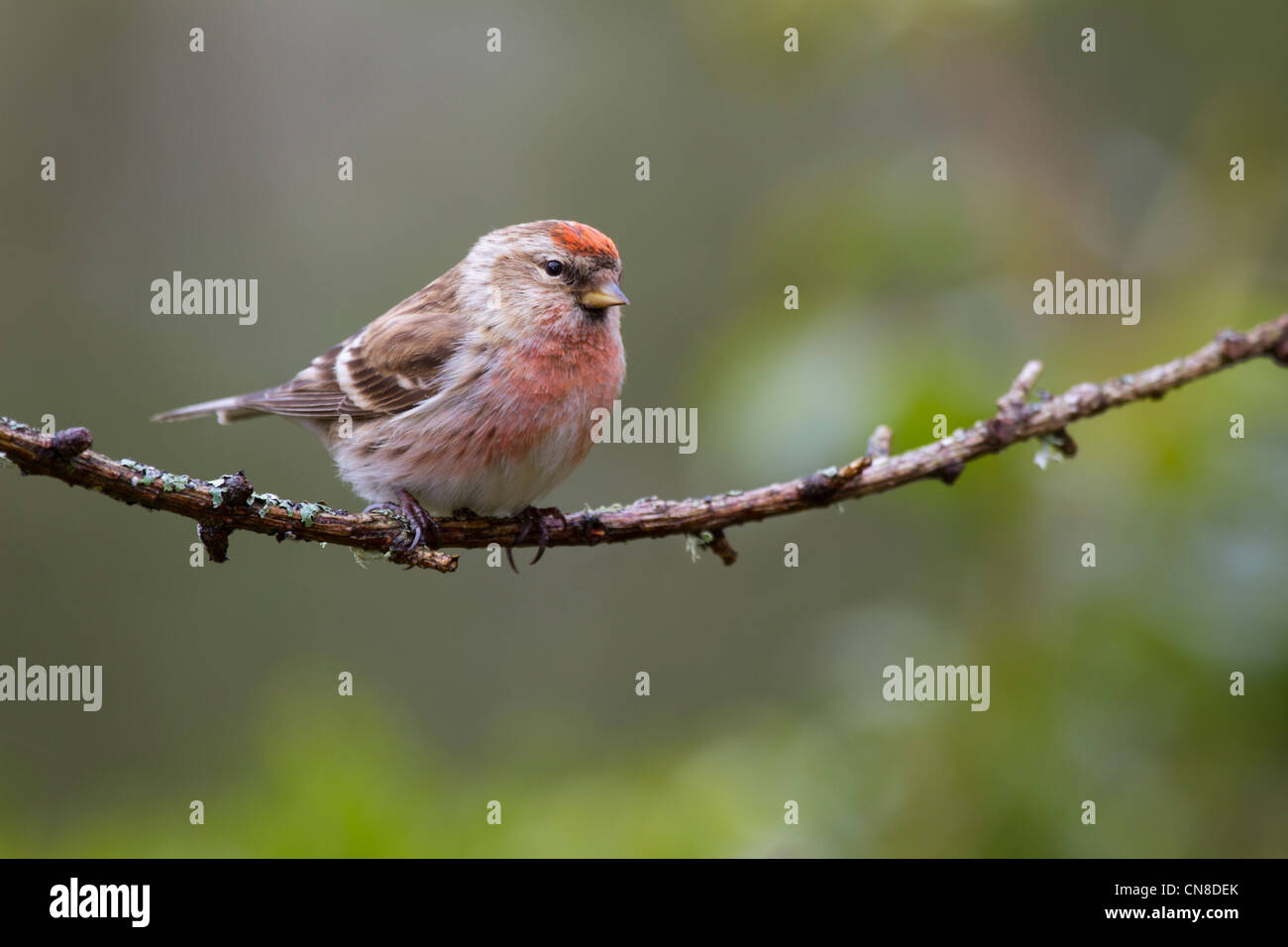 Lesser Redpoll (Carduelis cabaret) Foto Stock