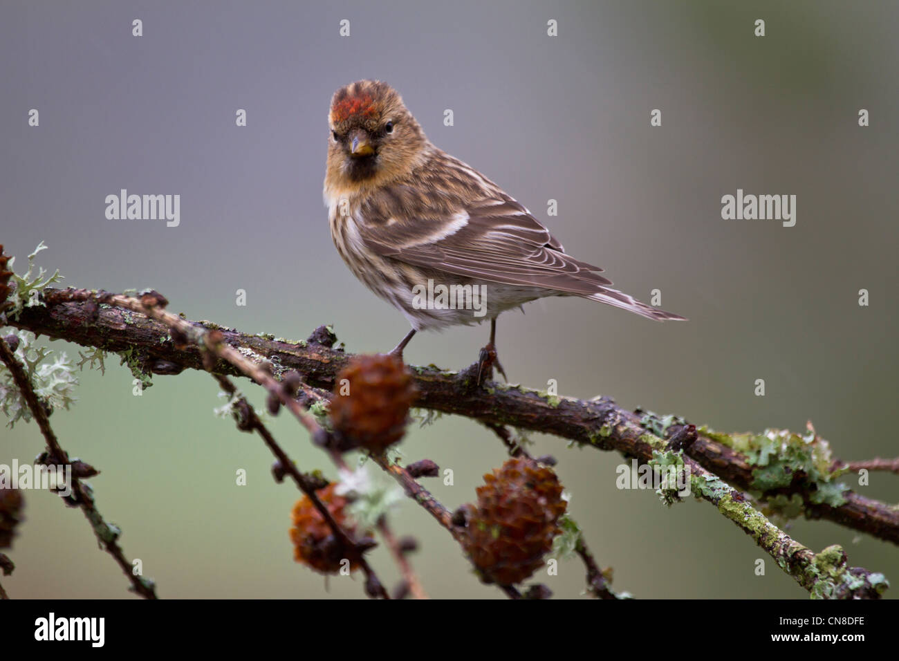 Lesser Redpoll (Carduelis cabaret) Foto Stock