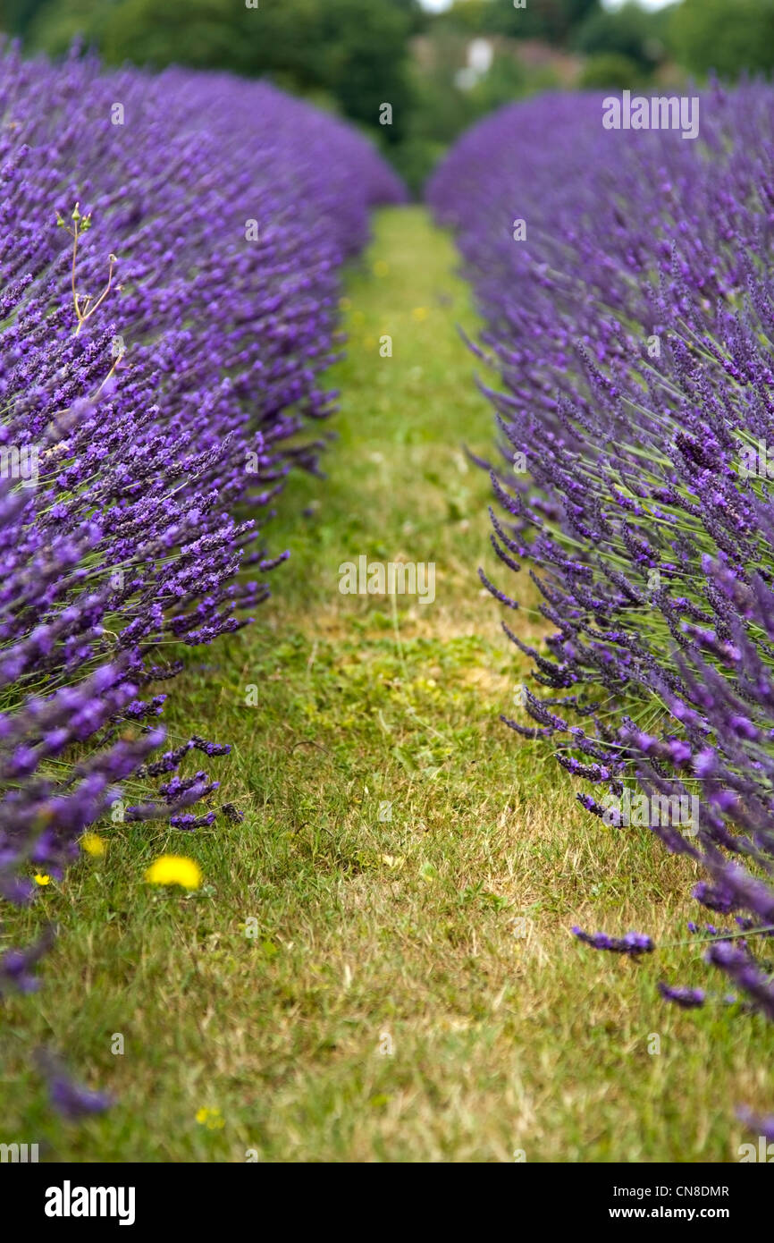 Campi di lavanda in Londra sud Foto Stock