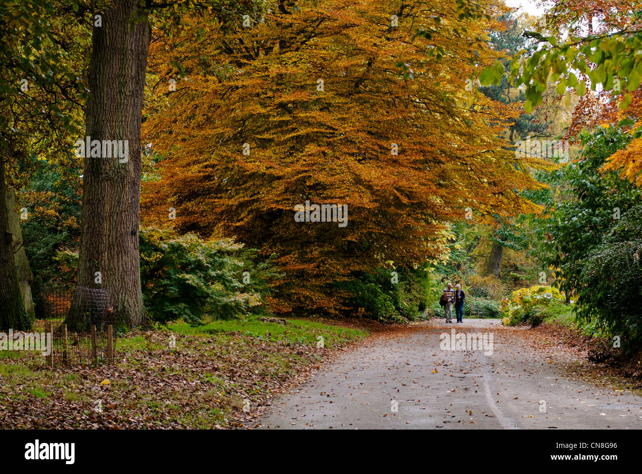 BATSFORD ARBORETUM Foto Stock