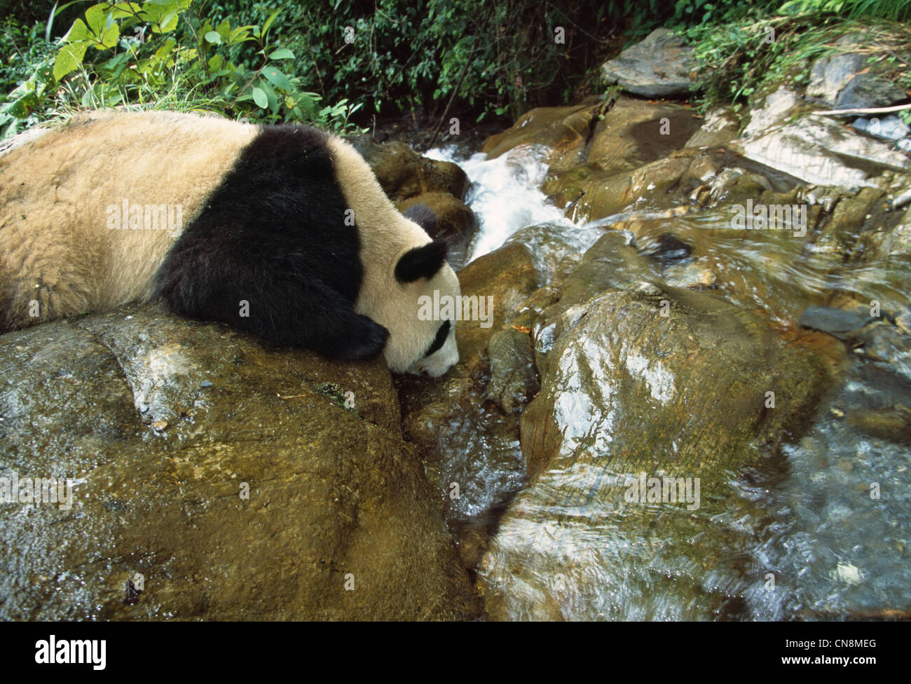 Panda gigante bere acqua da una cascata, Wolong, Sichuan, in Cina Foto Stock