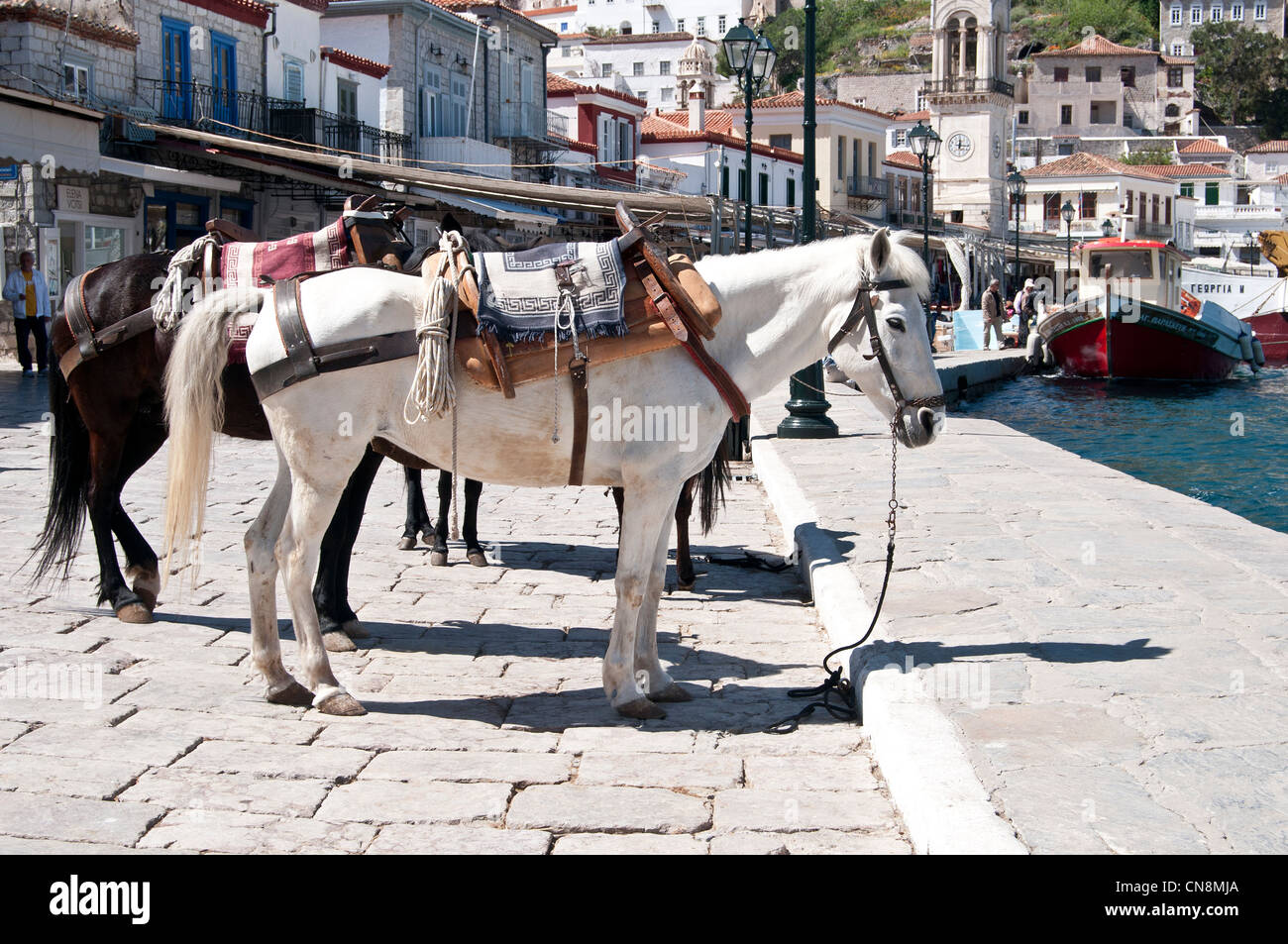 Hydra, isole Saroniche, Grecia- degli asini e dei muli presso il porto, trasporto tradizionale dell'isola Foto Stock