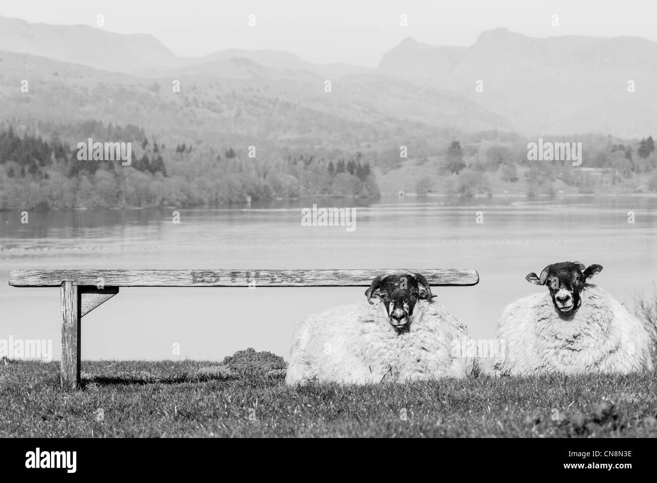 Due Lake District rilassante di pecora sopra il lago di Windermere Foto Stock