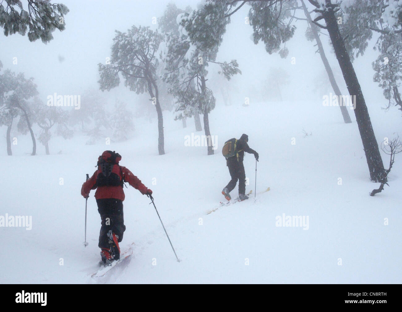 Il Libano, Monte Libano, Qornayel, sciatori nella foresta di pini durante una nevicata Foto Stock