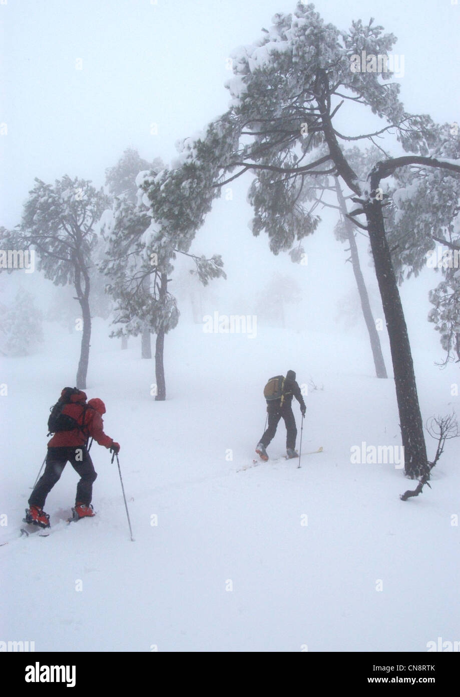 Il Libano, Monte Libano, Qornayel, sciatori nella foresta di pini durante una nevicata Foto Stock