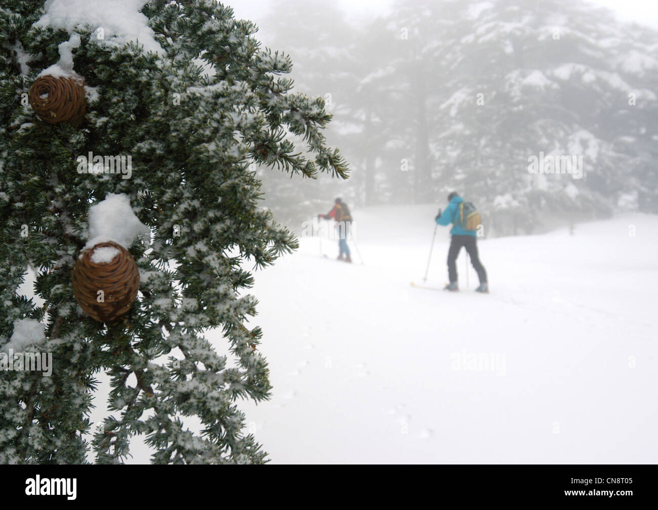 Il Libano, Monte Libano, Les Cedres ski resort, gli sciatori tra gli ultimi alberi di cedro del Libano Foto Stock