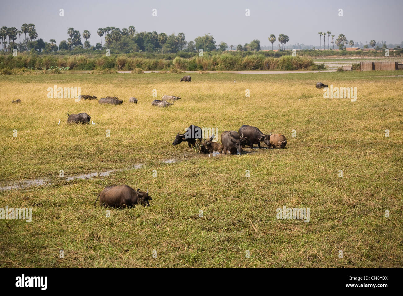 Bufalo d'acqua il pascolo su terreni alluvionali del lago Tonle Sap a Chong Khneas vicino a Siem Reap, Cambogia Foto Stock