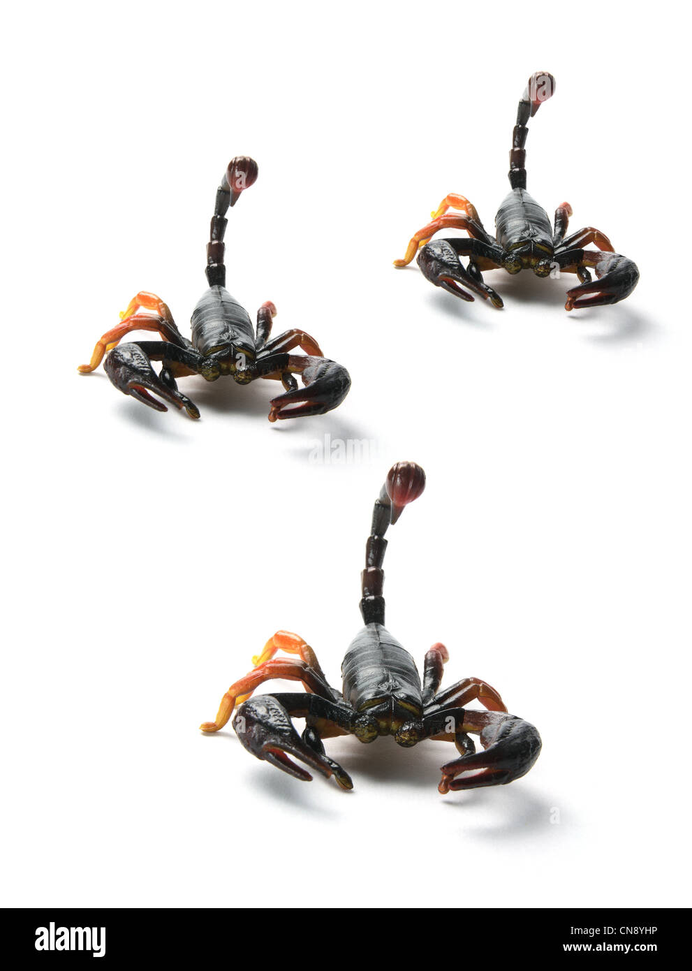 Scorpions isolato su sfondo bianco Foto Stock
