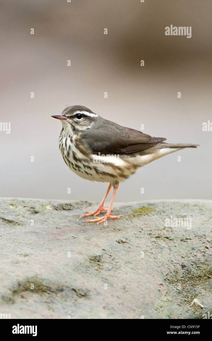 Louisiana Waterthrush appollaiato nel ruscello - uccelli verticali songbird songbirds Ornithology Science Nature Wildlife Environment Foto Stock