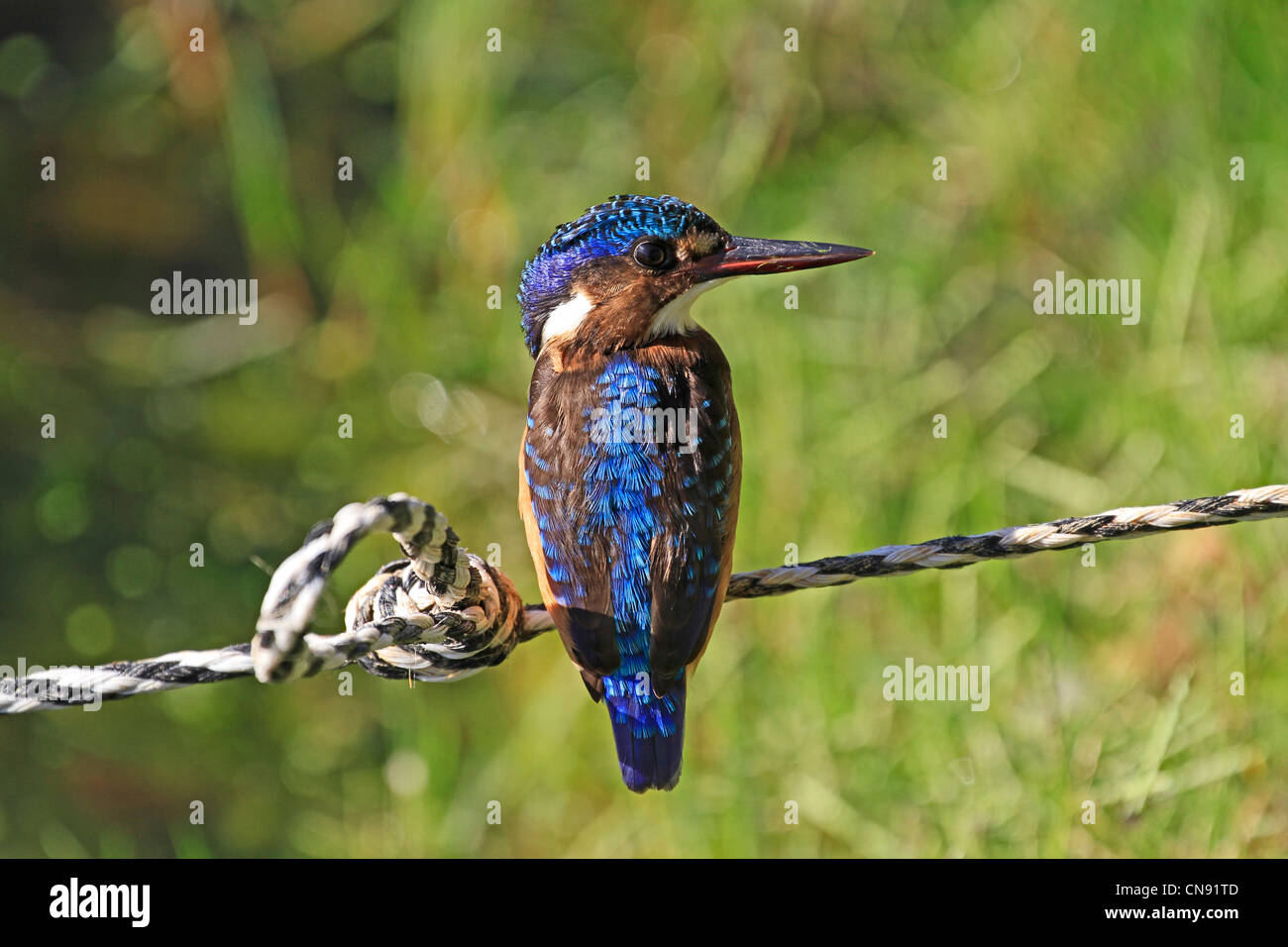 I capretti Malachite Kingfisher (Alcedo cristata) a Intaka il santuario degli uccelli nei pressi di Città del Capo. Foto Stock