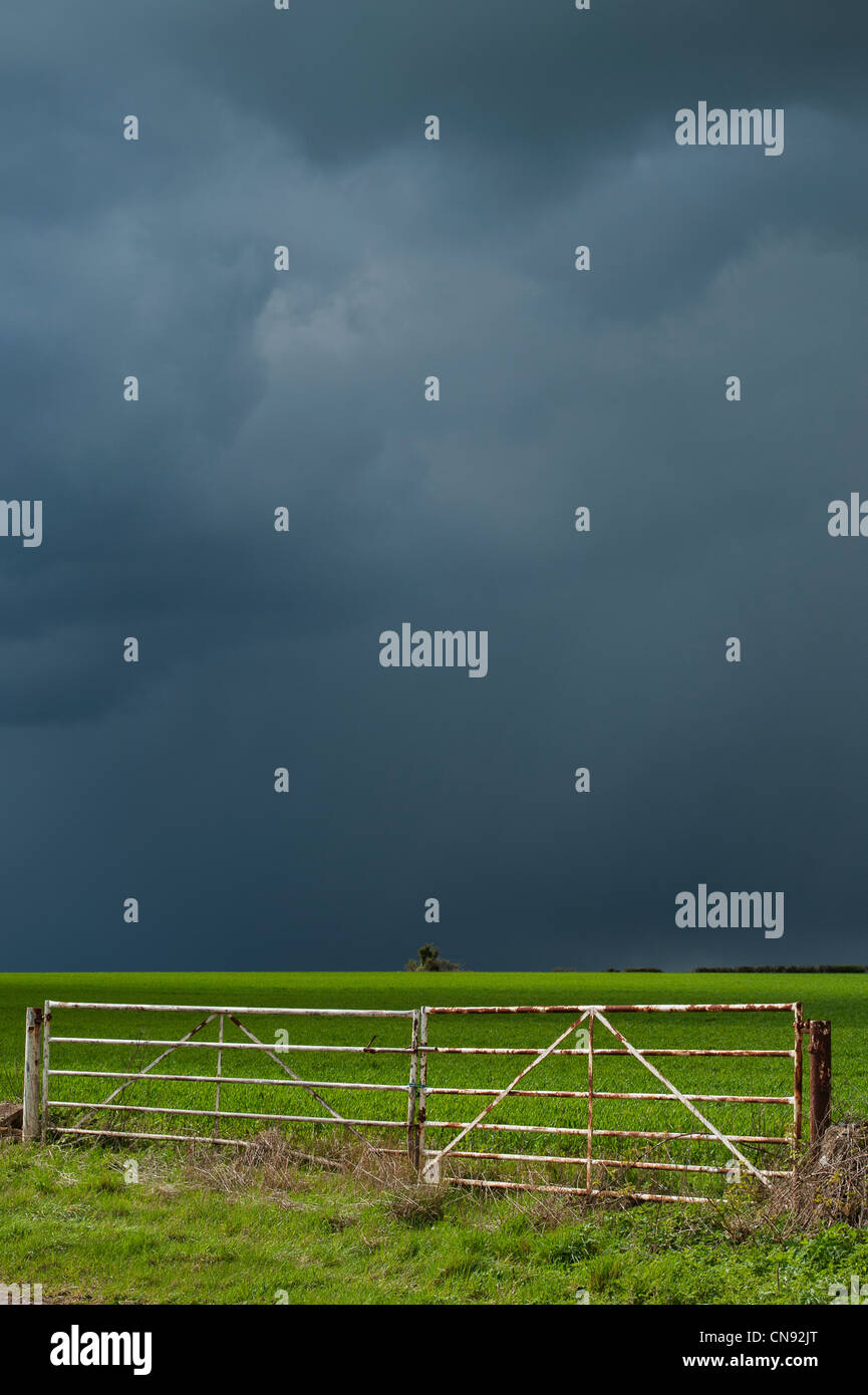 Stormy pioggia nuvole sopra un sole illuminato Campo di grano nella campagna inglese Foto Stock