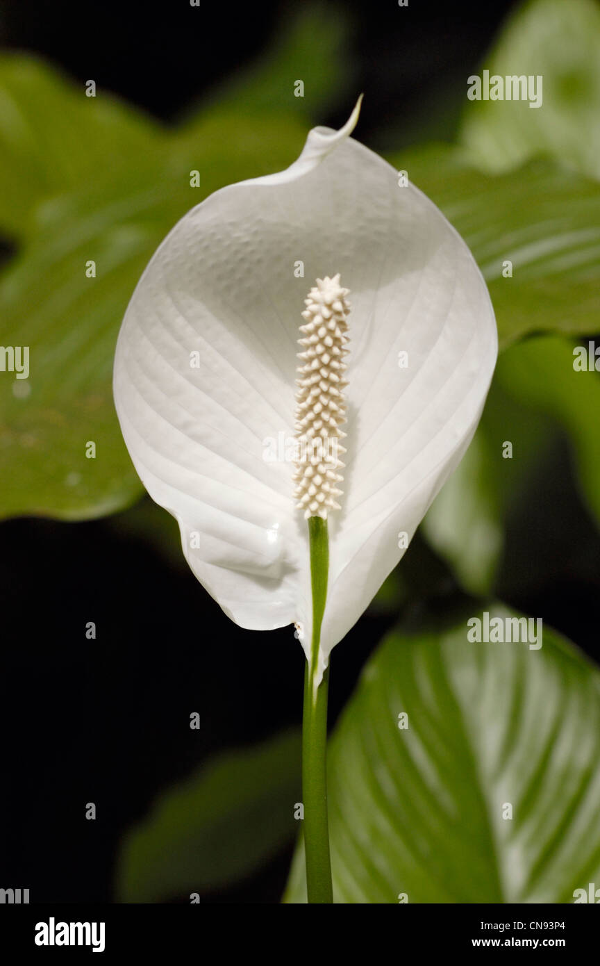 Francia, Martinica (Indie occidentali francesi), la balata giardino, fiore (Spathiphyllum Spathiphyllum cochlearispathum ) o Mauna Loa Foto Stock