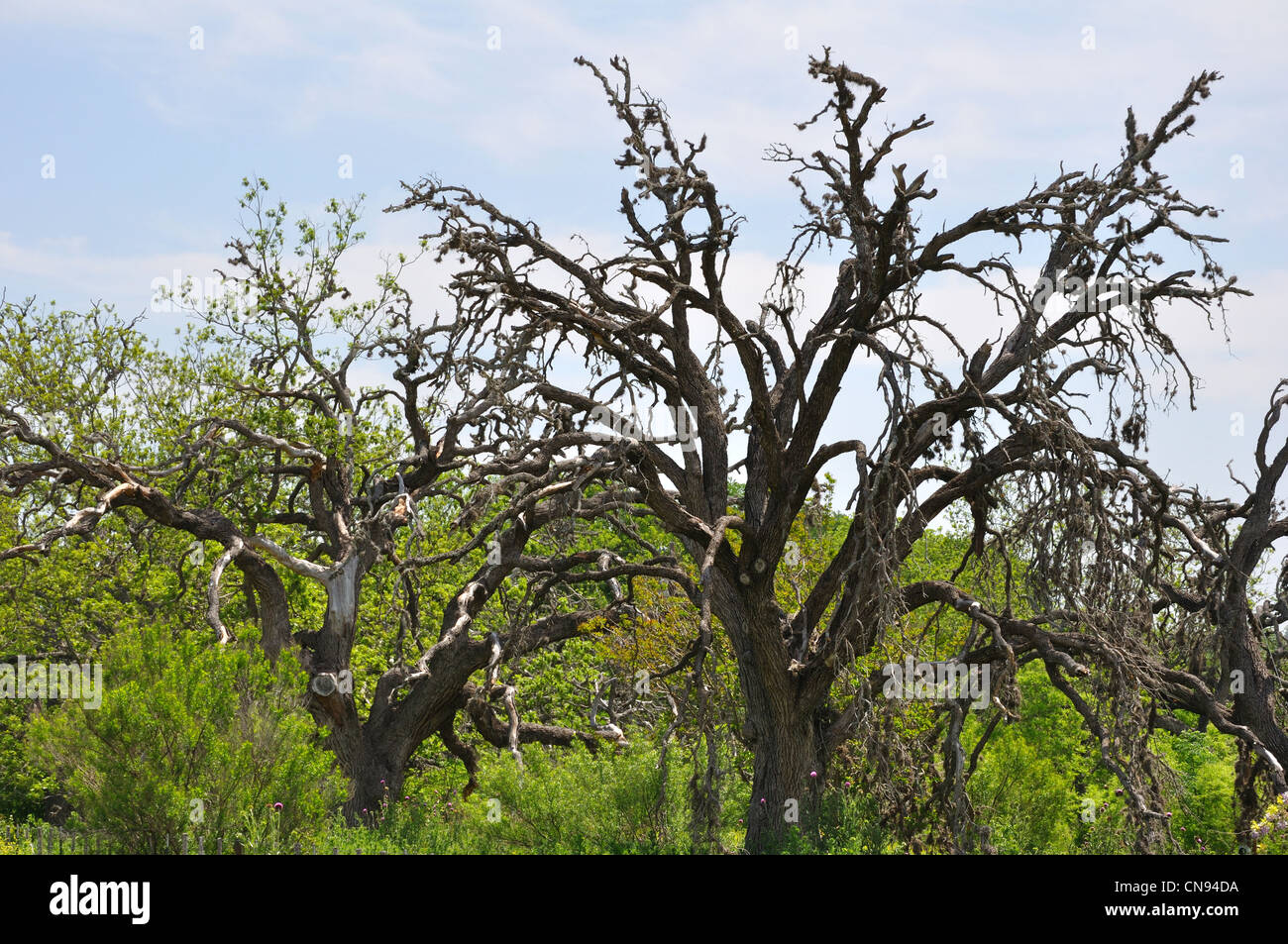 Live Oak wilt malattia Foto Stock