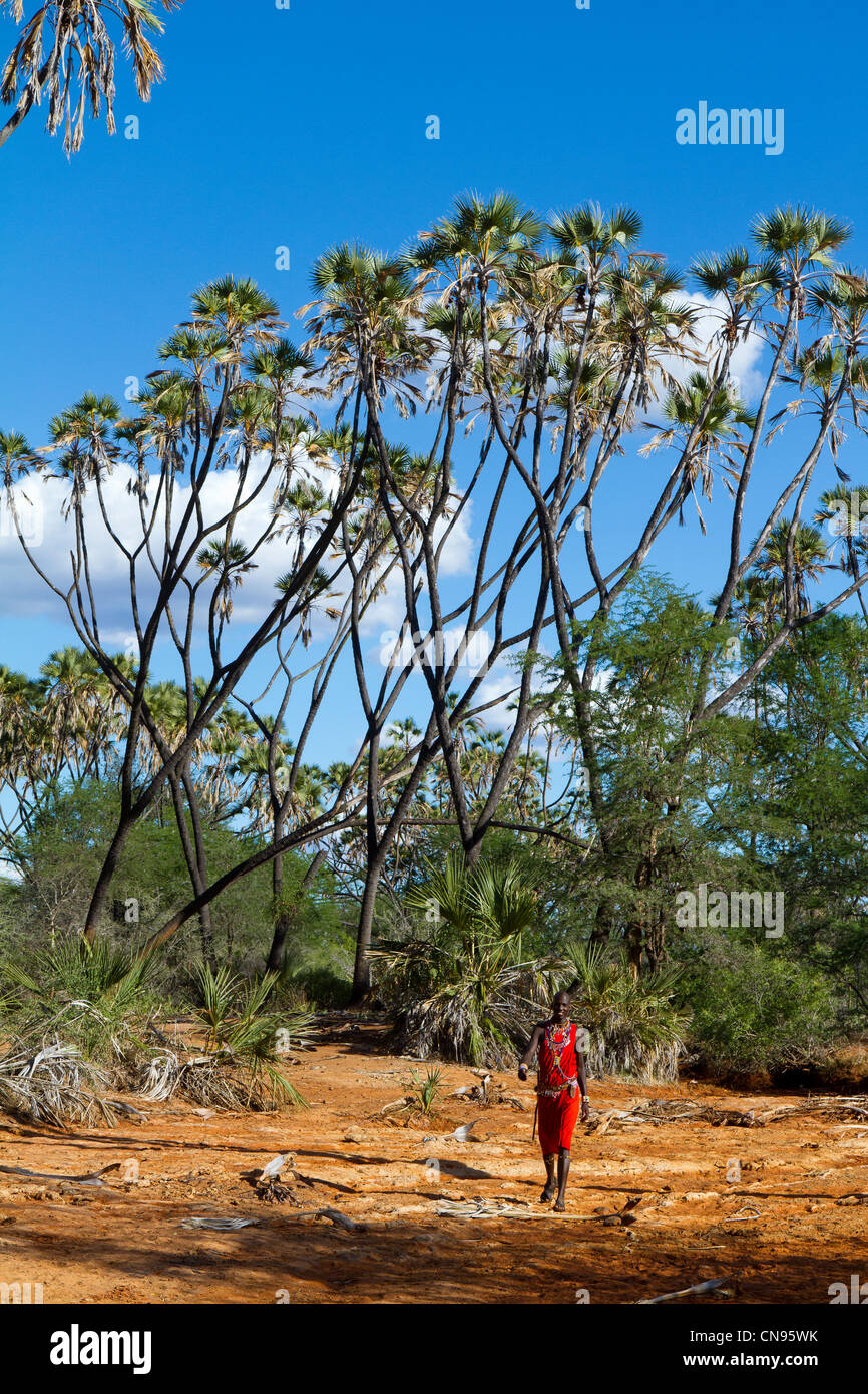 Kenya, Meru National Park, Masai e doum palme Foto Stock