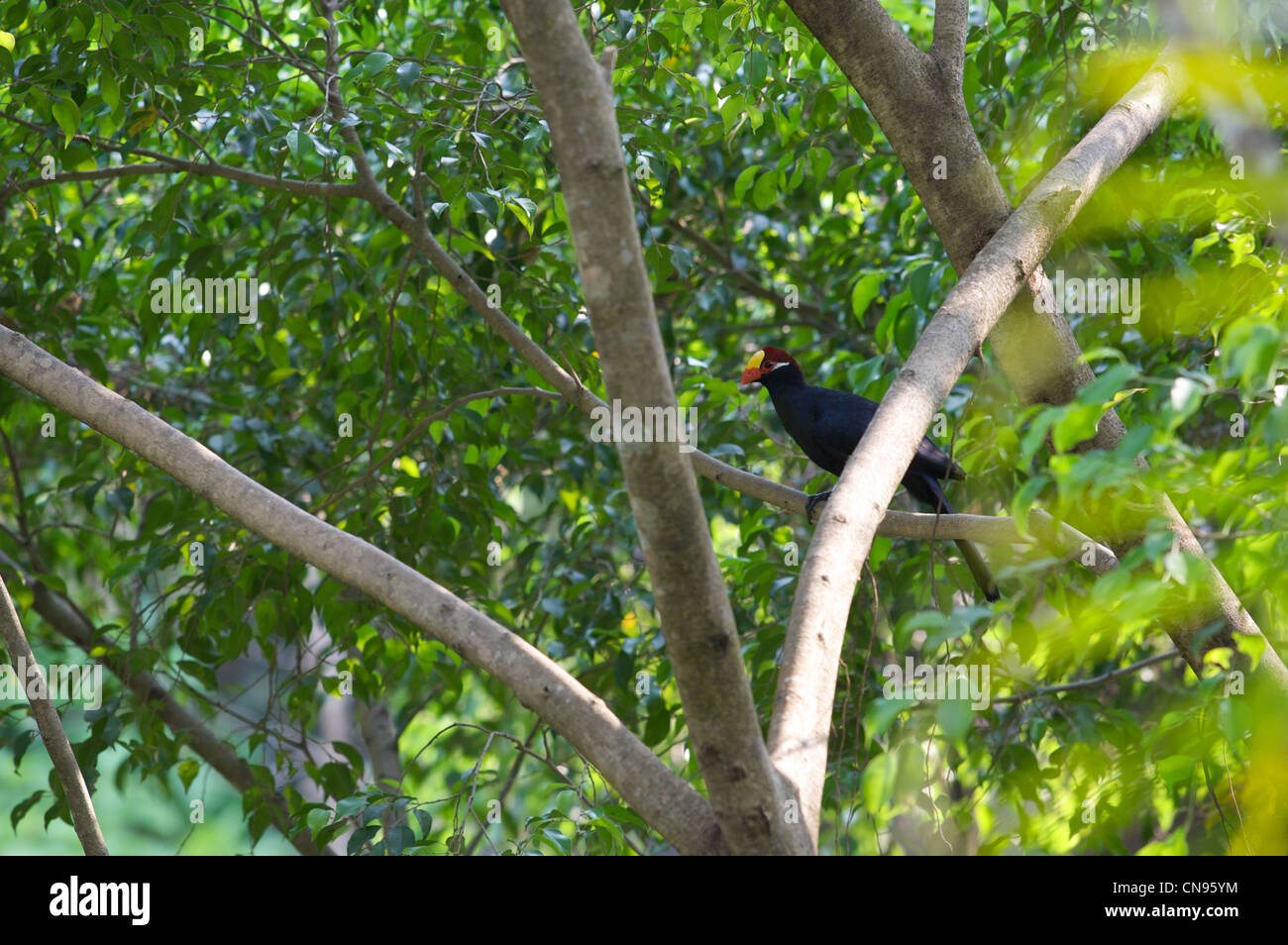Uccello sull albero, habitat tropicale, Chiang Mai zoo,Thailnd Foto Stock