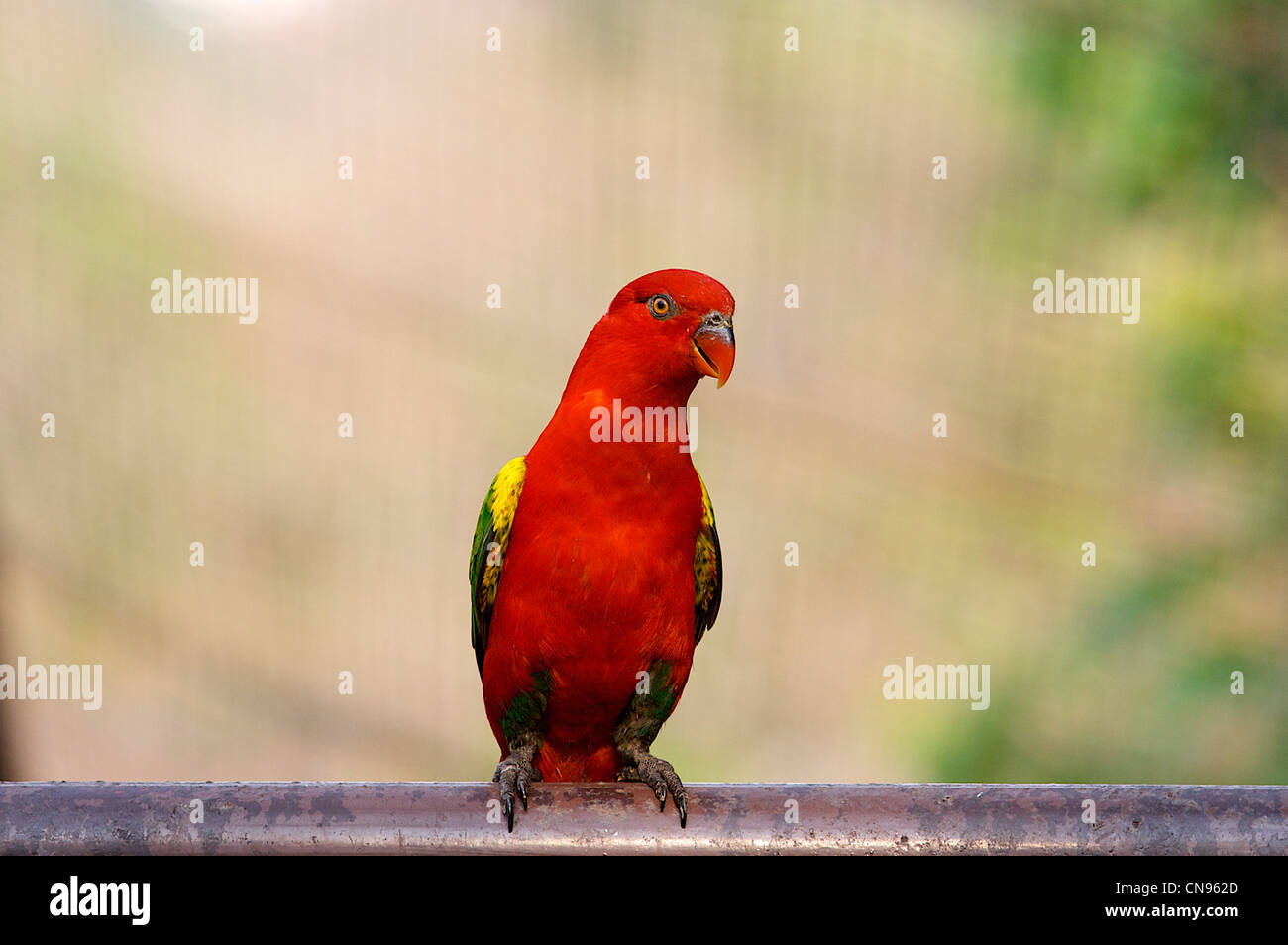 Red lory bird cage, habitat tropicale, nakornping bird Park, bird Park dipartimento, Chiang mai zoo, Thaialnd Foto Stock