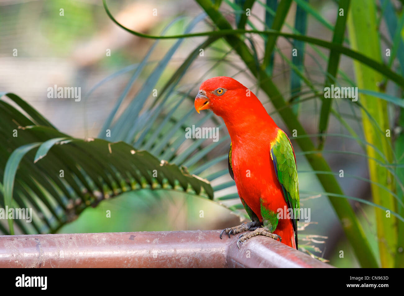 lory rosso, gabbia di uccelli, habitat tropicale, nakornping bird Park, bird Park dipartimento, Chiang mai zoo, Thaialnd Foto Stock