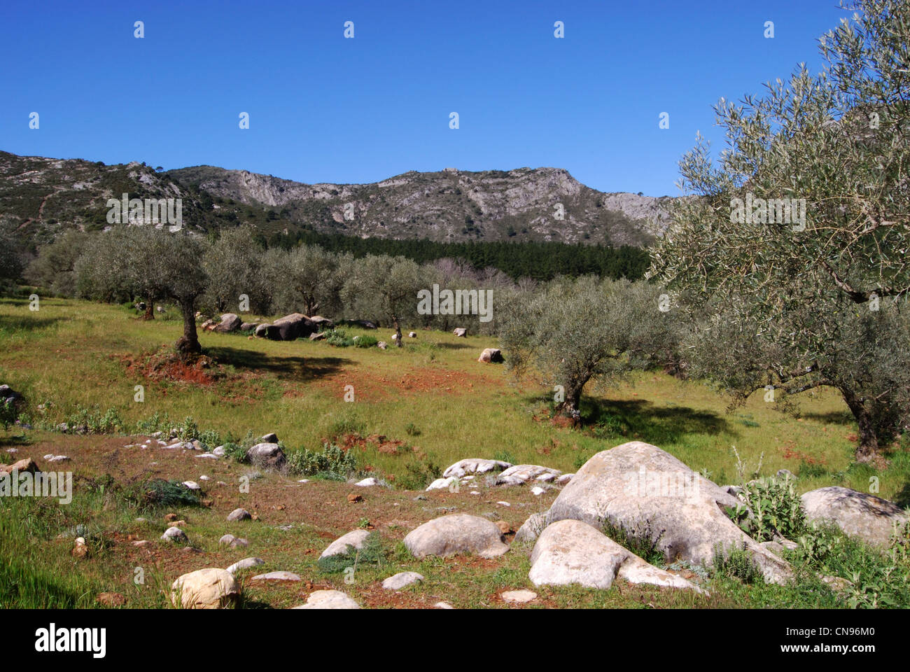 Vista attraverso gli uliveti verso le montagne, Refugio de Juanar, vicino a Marbella, provincia di Malaga, Andalusia, l'Europa. Foto Stock