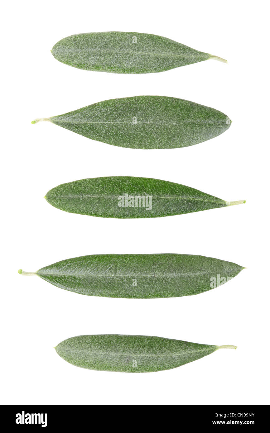 Albero di olivo foglie raccolta Foto Stock