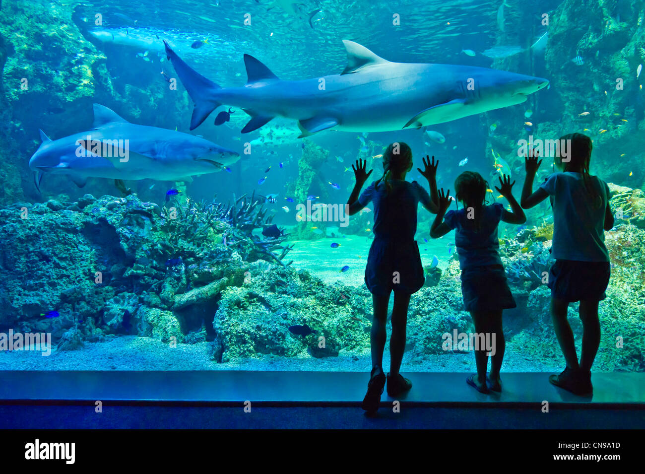 Australia, Nuovo Galles del Sud di Sydney e il Sydney Aquarium, visitatori guardando gli squali (Selachimorpha) Foto Stock